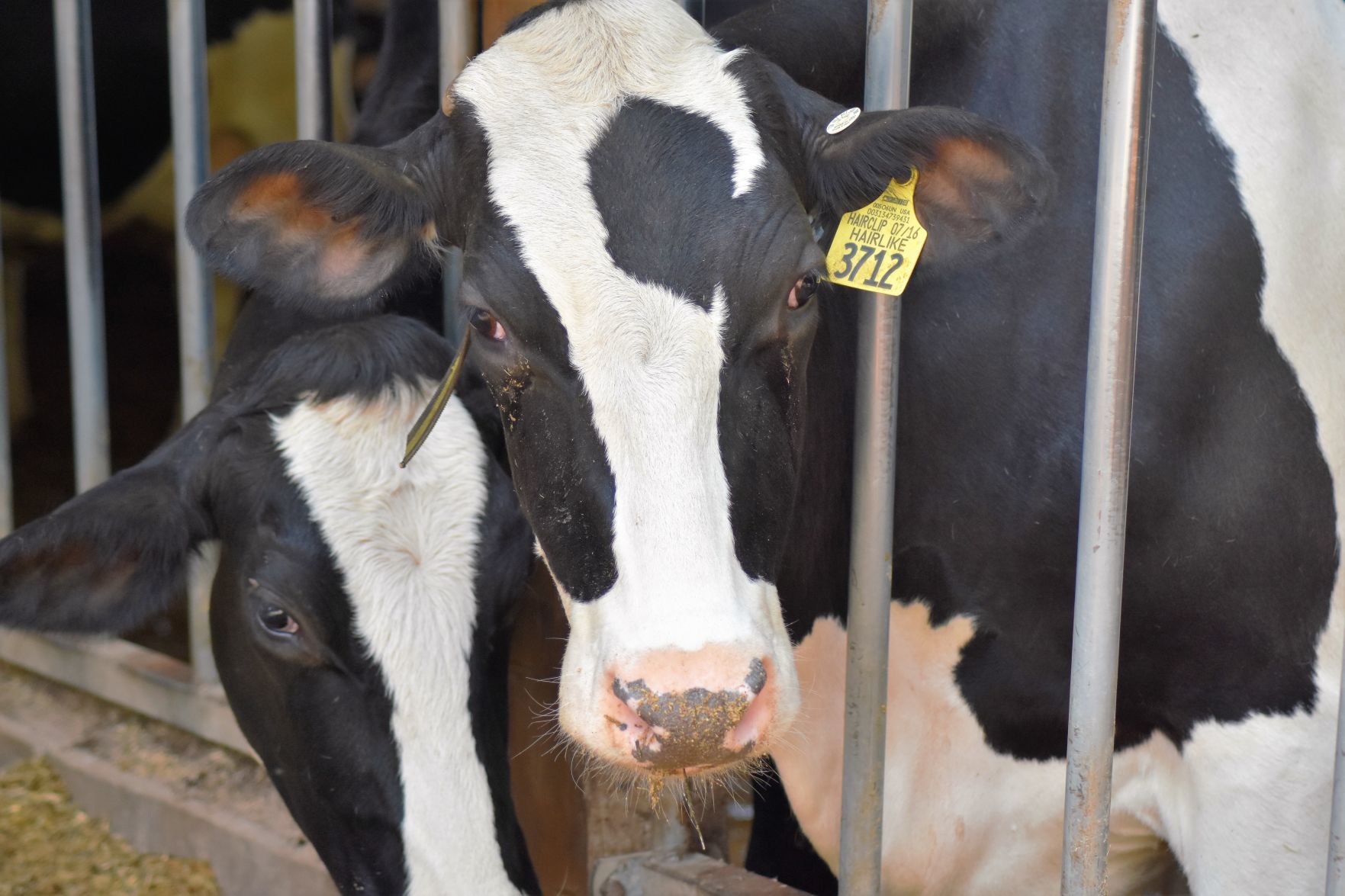 Dairy